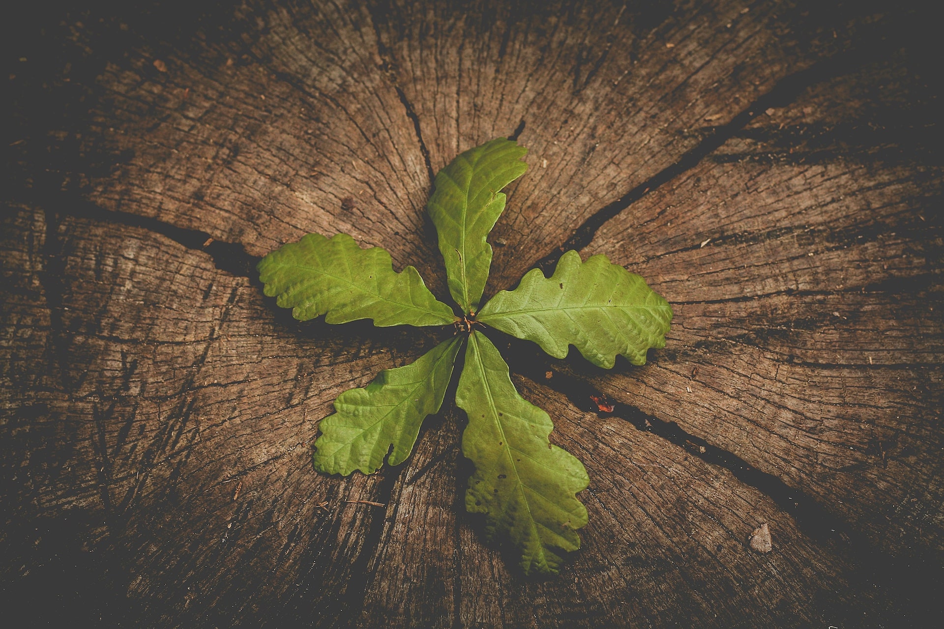 Vellum Finance visual illustrating elite succession planning and long-term patrimonial protection